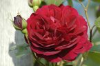 Rosier Tess of the d'Urbervilles